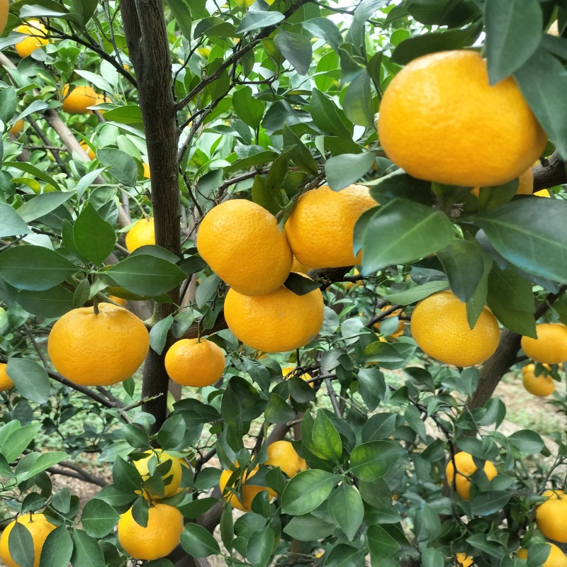 新余蜜桔，本地早，颜色好，囗感好