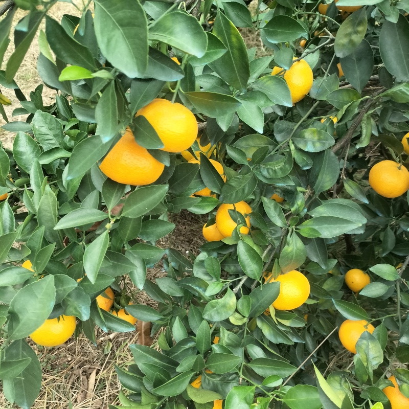 新余蜜桔，本地早，颜色好，囗感好