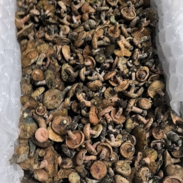 湖南乌枞菌大量批发