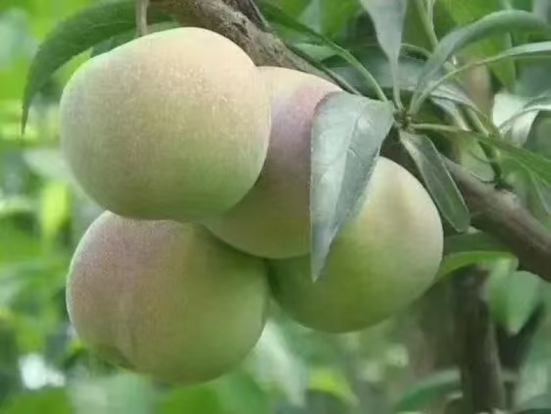半边红李子苗