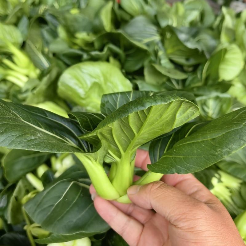 2026年苏州青,太湖菜,青菜,矮脚菜供应市场电商工厂
