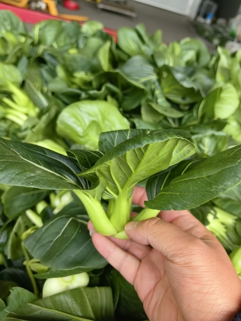 2026年苏州青,太湖菜,青菜,矮脚菜供应市场电商工厂