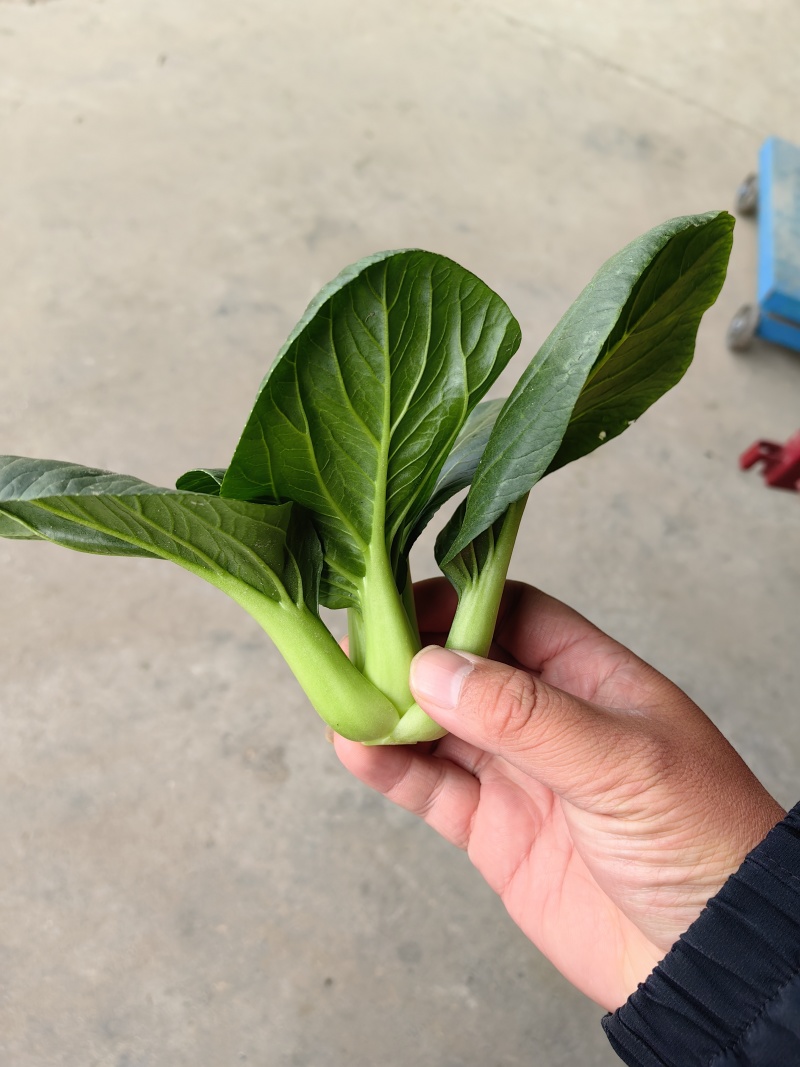 2026年苏州青,太湖菜,青菜,矮脚菜供应市场电商工厂
