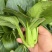 2026年苏州青,太湖菜,青菜,矮脚菜供应市场电商工厂
