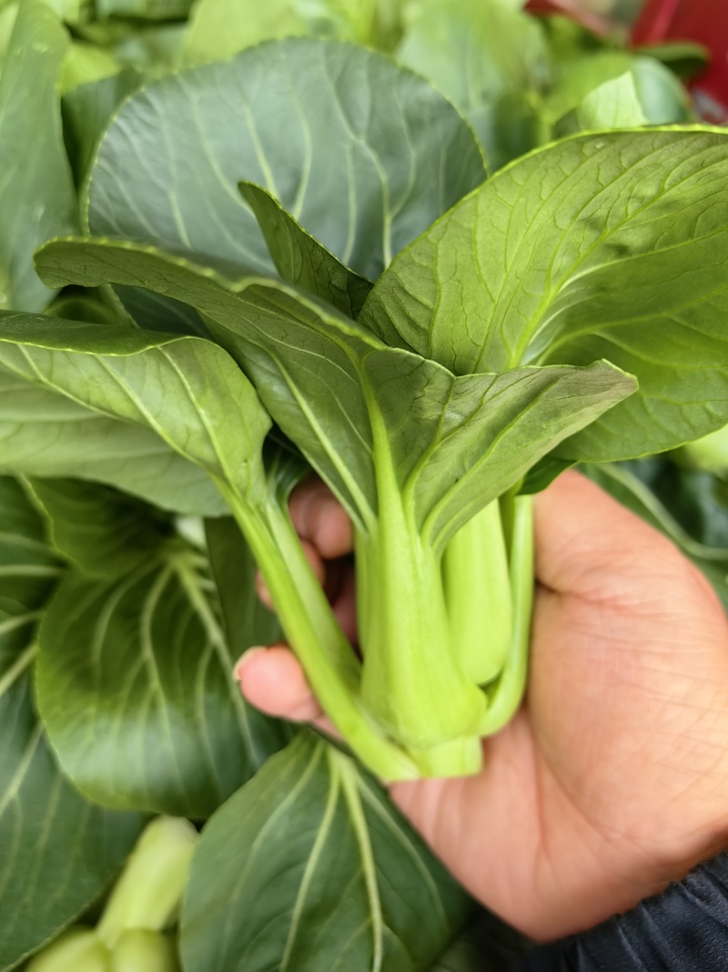 2026年苏州青,太湖菜,青菜,矮脚菜供应市场电商工厂