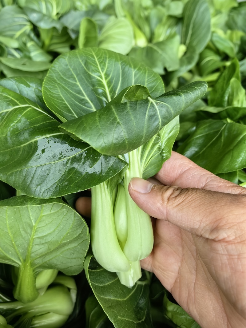 2026年苏州青,太湖菜,青菜,矮脚菜供应市场电商工厂