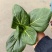 2026年苏州青,太湖菜,青菜,矮脚菜供应市场电商工厂