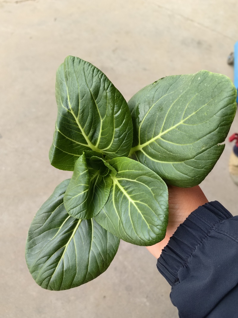 2026年苏州青,太湖菜,青菜,矮脚菜供应市场电商工厂