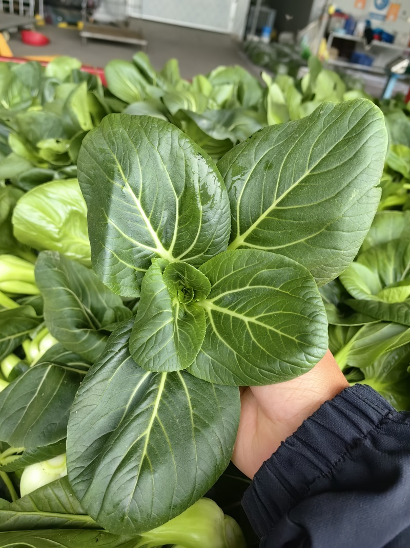 2026年苏州青,太湖菜,青菜,矮脚菜供应市场电商工厂