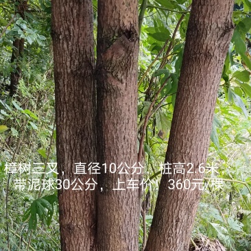 带30公分土球