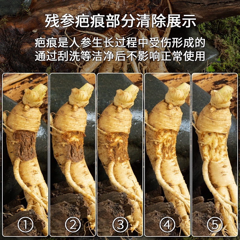 鲜人参残参吉林人参产地直发长白山鲜参现挖现售批发