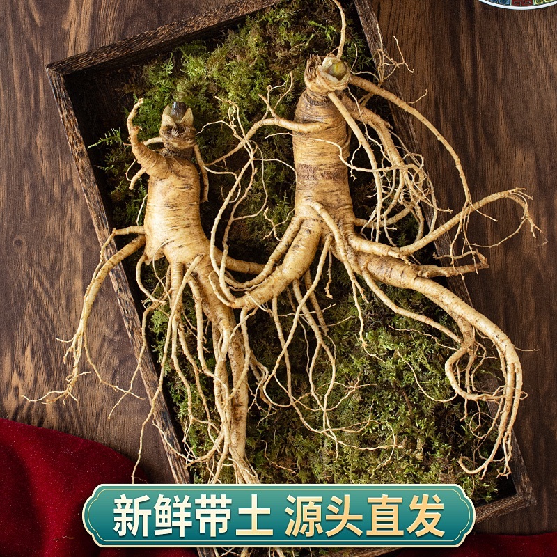 鲜人参残参吉林人参产地直发长白山鲜参现挖现售批发