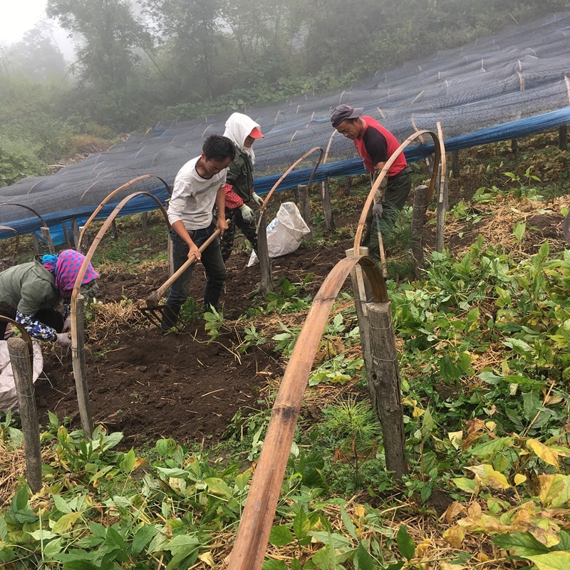 鲜人参残参吉林人参产地直发长白山鲜参现挖现售批发