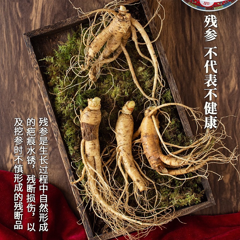 鲜人参残参吉林人参产地直发长白山鲜参现挖现售批发