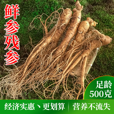 长白山鲜人参残参批发新鲜人参吉林人参产地直发参农直销