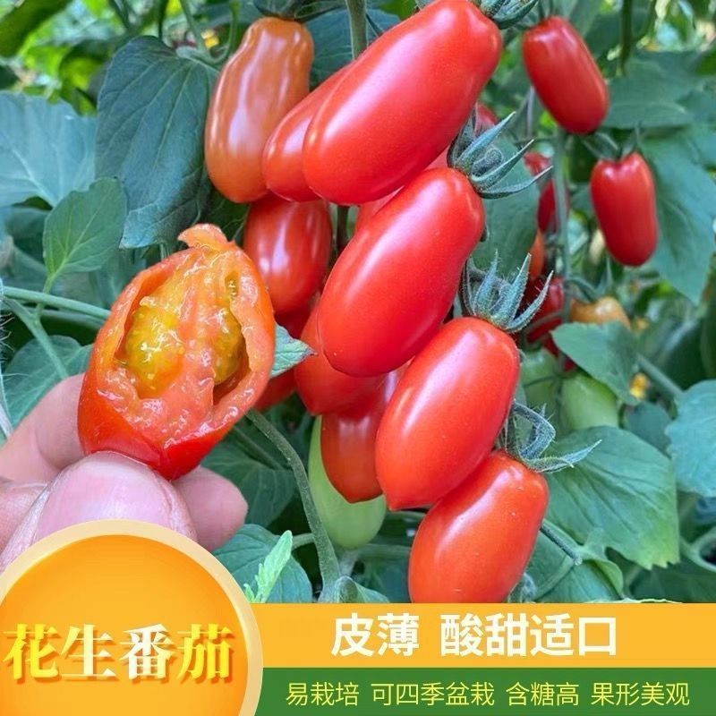 红花生小番茄种子苗超甜樱桃小圣女果种籽孑春季四季阳台盆栽