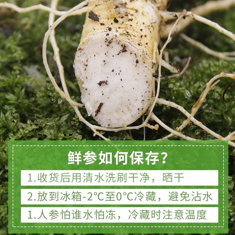 长白山鲜人参残参批发新鲜人参吉林人参产地直发参农直销
