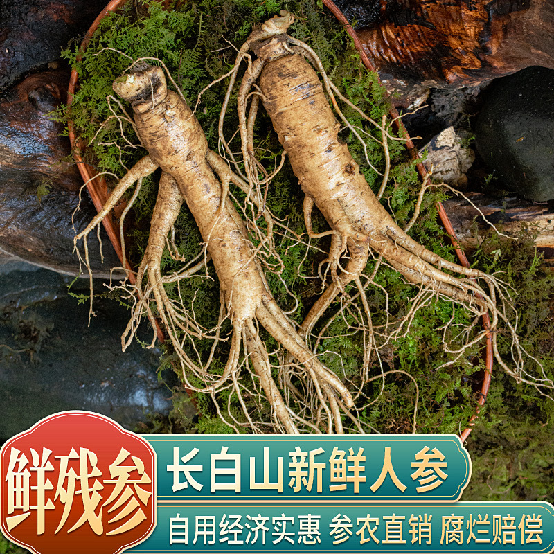 鲜参残参批发长白山鲜人参原产地直发参农直销吉林通化