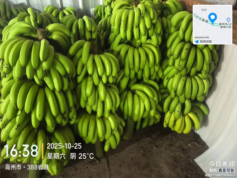 高州粉蕉，香蕉产地直供，专业代收购，代发货！