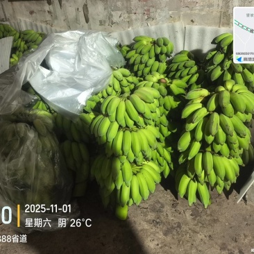 高州粉蕉,香蕉产地直供,专业代收购,代发货!
