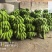 高州粉蕉,香蕉产地直供,专业代收购,代发货!