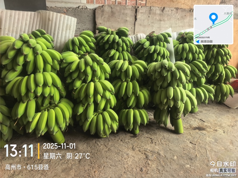 高州粉蕉，香蕉产地直供，专业代收购，代发货！