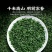 高山富硒绿茶