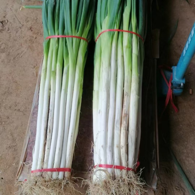 长白大葱一手货源，新鲜采摘，价格可谈，对接全国，