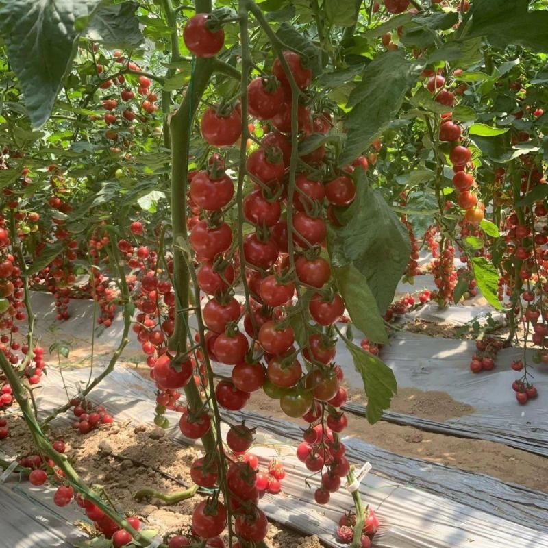 牛奶冰淇淋小番茄种籽紫色粉色黄绿色彩小西红柿