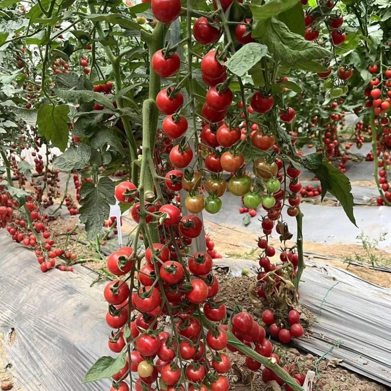 牛奶冰淇淋小番茄种籽紫色粉色黄绿色彩小西红柿