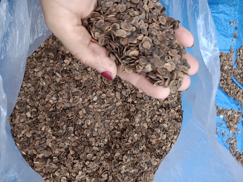 木荷种子