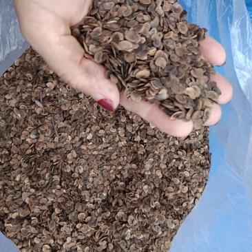 木荷种子