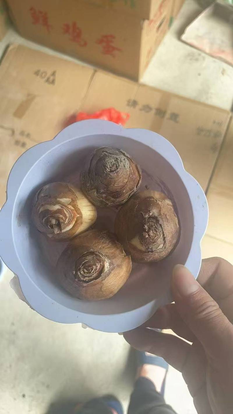 漳州水仙花，一手货源/量大价优/产地直发/欢迎下单