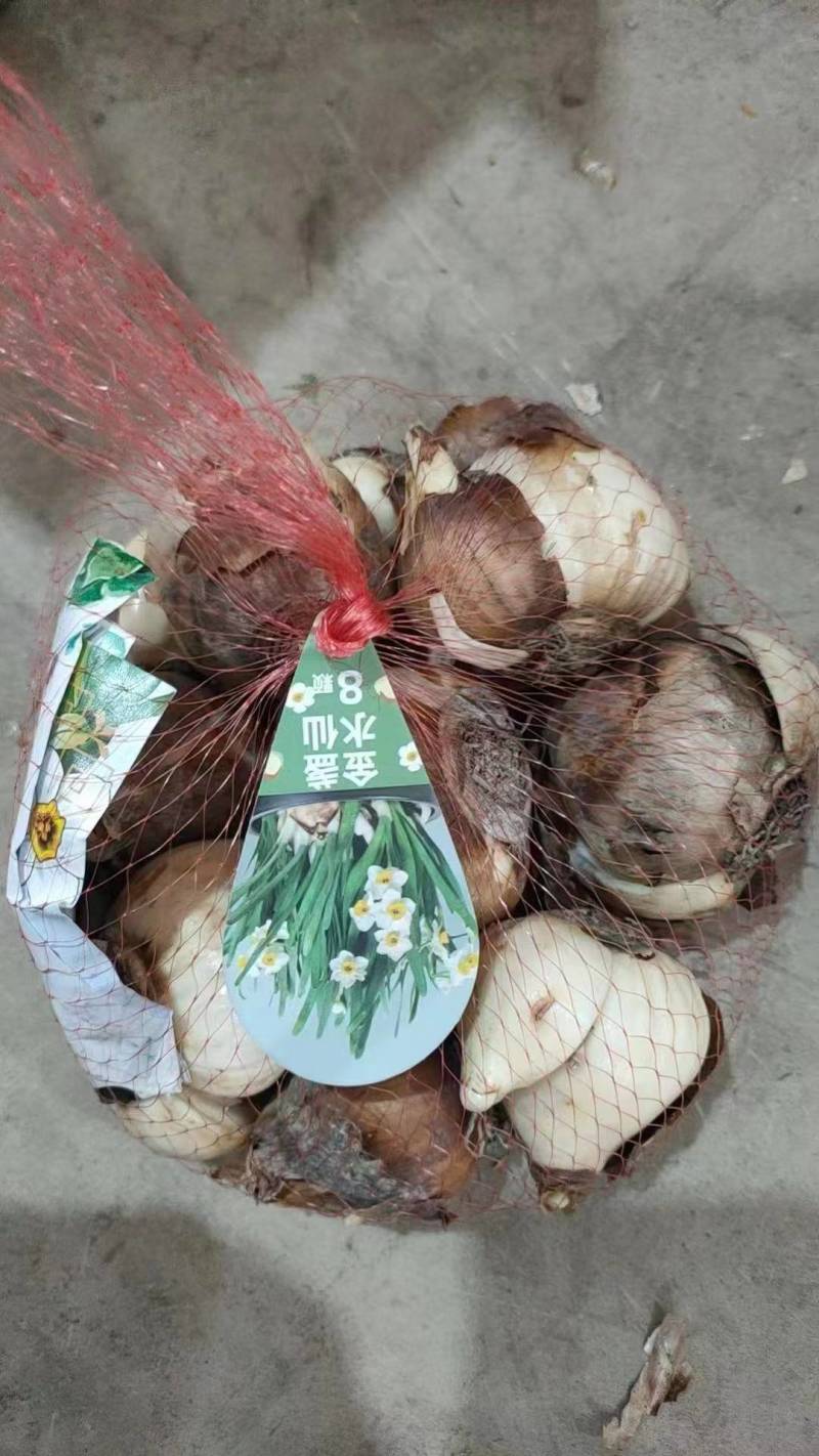 漳州水仙花，一手货源/量大价优/产地直发/欢迎下单