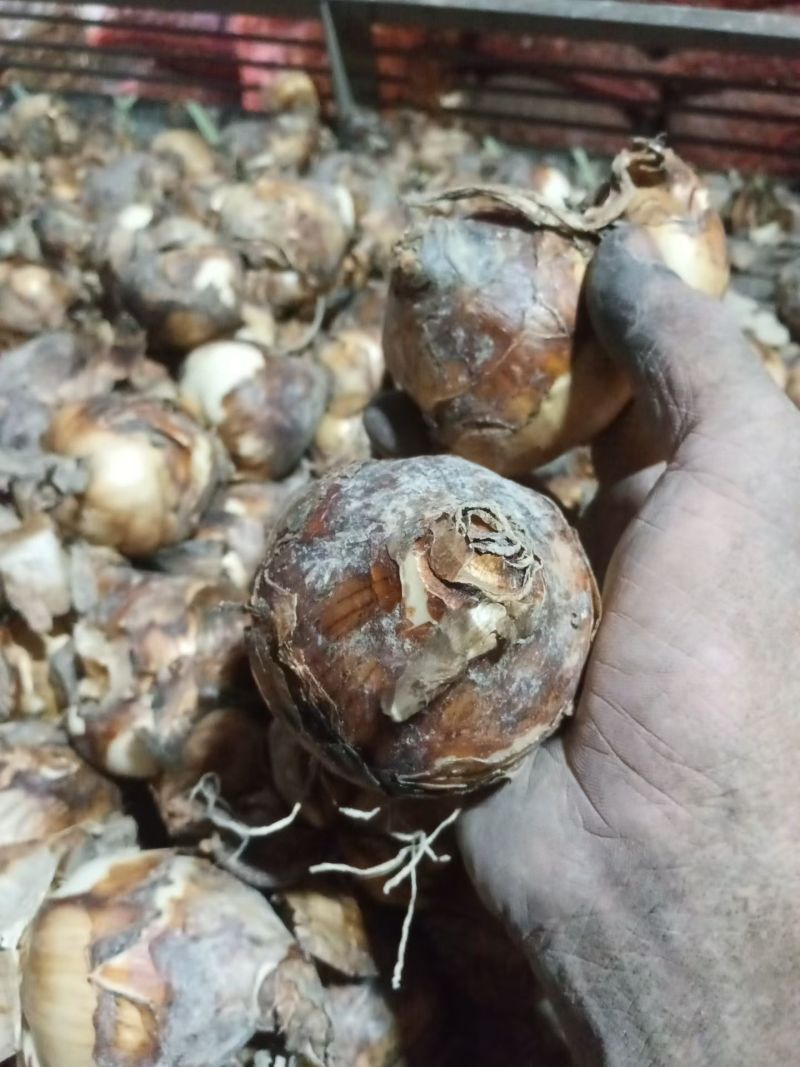 漳州水仙花，一手货源/量大价优/产地直发/欢迎下单