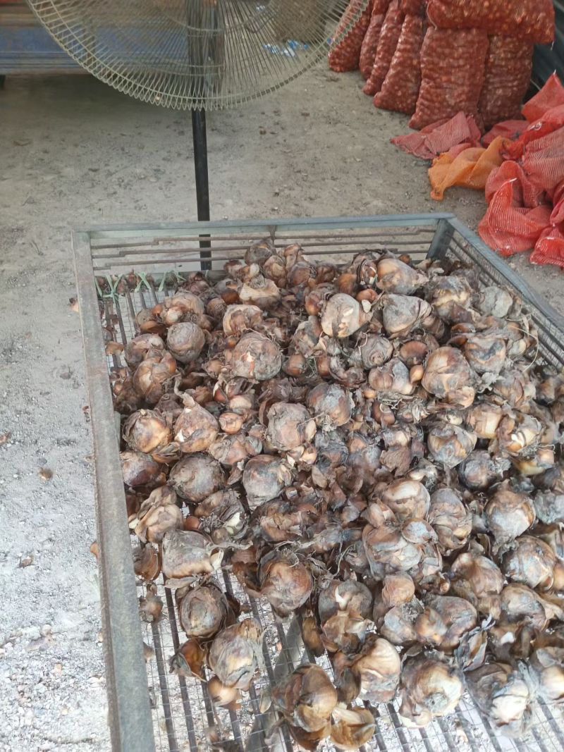 漳州水仙花，一手货源/量大价优/产地直发/欢迎下单