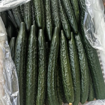 漳州产区万亩基地直供黄瓜，密刺带花精品5-6两
