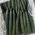 漳州产区万亩基地直供黄瓜，密刺带花精品5-6两