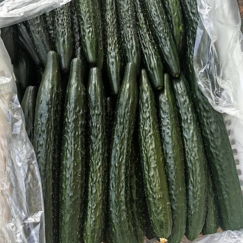 漳州产区万亩基地直供黄瓜，密刺带花精品5-6两