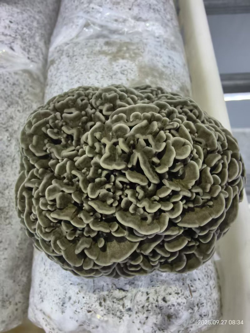 干巴菌，人工干巴菌