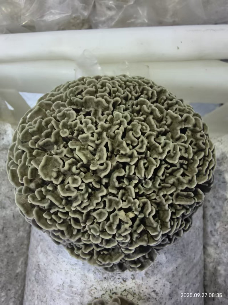 干巴菌，人工干巴菌