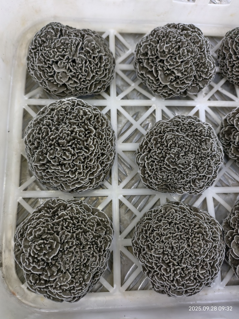 干巴菌，人工干巴菌