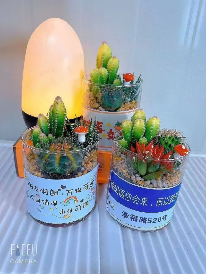 仙人球专业随机组合11色88装球拼/量大从优