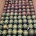 仙人球专业随机组合11色88装球拼/量大从优