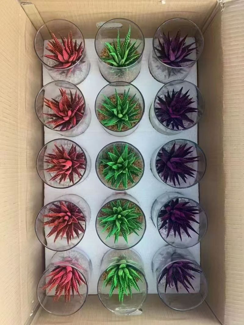 仙人球专业随机组合11色88装球拼/量大从优
