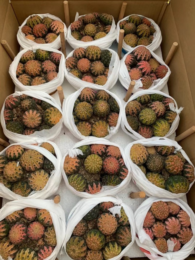 仙人球专业随机组合11色88装球拼/量大从优