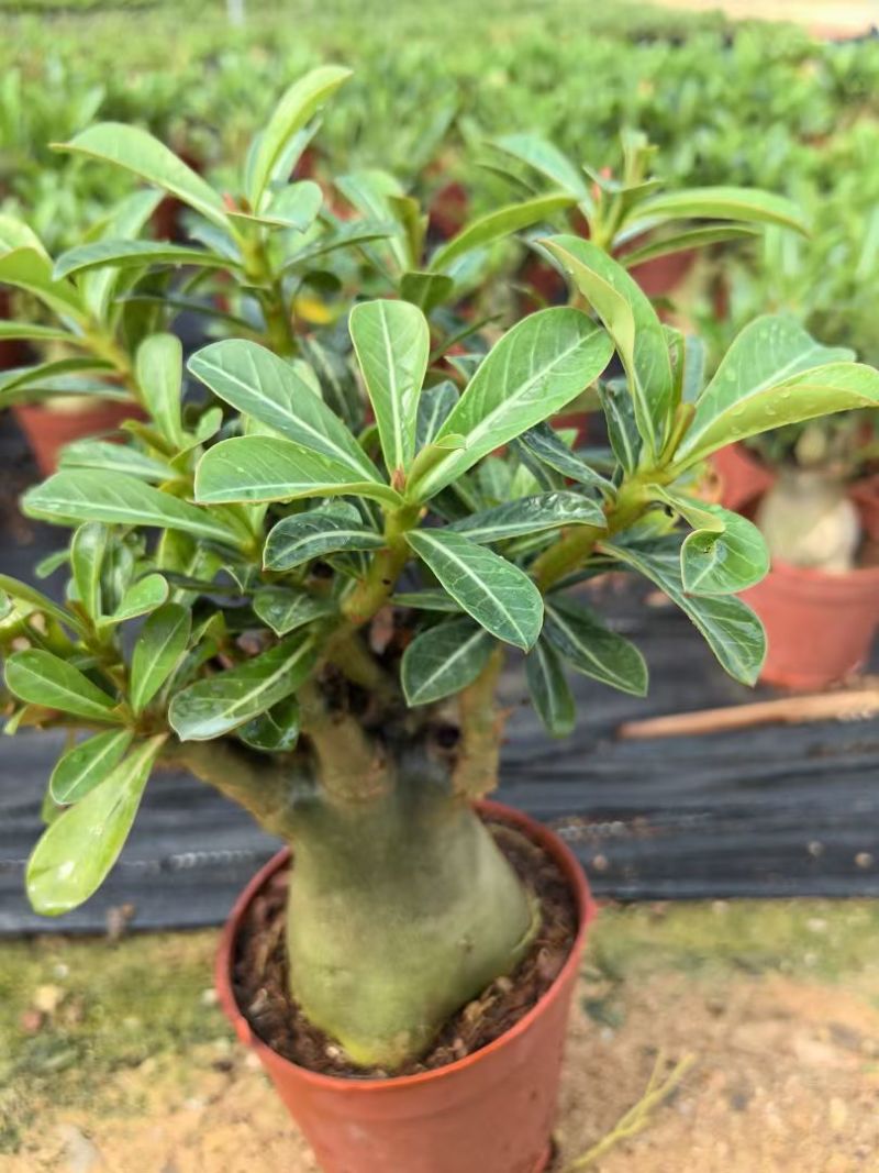 沙漠玫瑰，花卉盆栽，福建漳州基地直销多个规格可电商供货