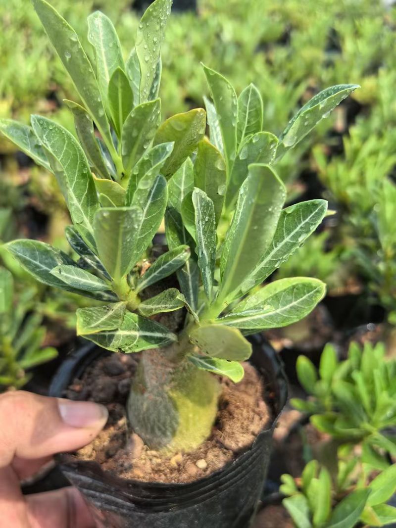 沙漠玫瑰，花卉盆栽，福建漳州基地直销多个规格可电商供货