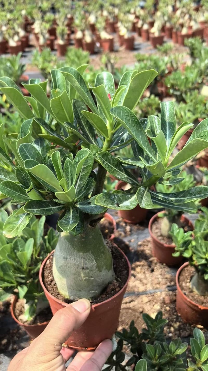 沙漠玫瑰，花卉盆栽，福建漳州基地直销多个规格可电商供货