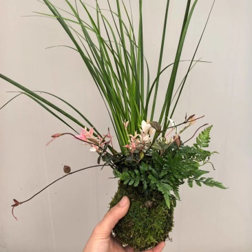 苔藓球多种桌面款可供应